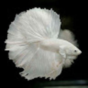 Meet your Posher, Pamela